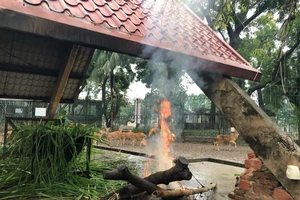 Đốt lửa sưởi ấm cho động vật tại vườn thú Hà Nội.
