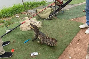 Cá thể cá sấu được người đi câu bắt được sáng 21/4 tại Linh Đường, Hà Nội.