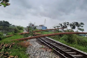 Cây đổ trên tuyến đường sắt Hà Nội - Đồng Đăng. 