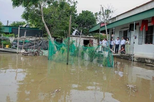 Nước biển xâm thực vào khuôn viên nhà dân thôn Tân Xuân, xã Hoằng Phụ.