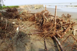 Sóng, nước biển xâm thực tàn phá công trình, cây trồng, hạ thấp cốt nền bờ biển ở xã Hoằng Phụ, huyện Hoằng Hóa.