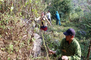 Các chủ rừng ở huyện Tủa Chùa phát đường băng cản lửa, phòng chống cháy rừng.