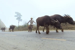 Người dân các xã vùng cao huyện Sìn Hồ đưa đàn gia súc về vùng thấp để tránh rét.