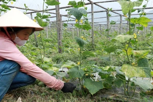 Chuyển đổi cơ cấu cây trồng đem lại thu nhập ổn định cho người dân ở Than Uyên (Lai Châu).