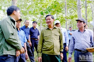 Đồng chí Trần Đức Quận (giữa) và Phó Chủ tịch UBND tỉnh Lâm Đồng Phạm S (bìa phải) tìm hiểu tình hình hoạt động của doanh nghiệp cao-su tại địa phương. (Ảnh: Ngọc Ngà)
