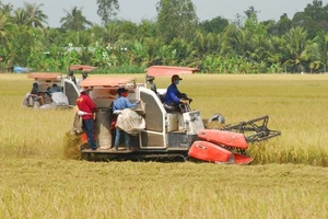 Vùng lúa chất lượng cao tại xã Hậu Mỹ Trinh, huyện Cái Bè (Tiền Giang).