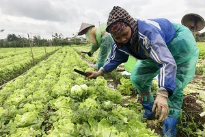 Nông dân xã Yên Phú, huyện Yên Mỹ (Hưng Yên) thu hoạch rau an toàn.