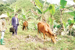 Đến nay, Dự án hỗ trợ chăn nuôi bò sinh sản ở hai xã Tân Dương và Tân Định, huyện Định Hóa có hơn 87% số bò cái đã sinh bê con.