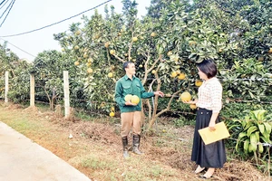 Cán bộ Phòng Nông nghiệp huyện Phú Lương (Thái Nguyên) hướng dẫn người dân cách chăm sóc vườn bưởi chất lượng cao.