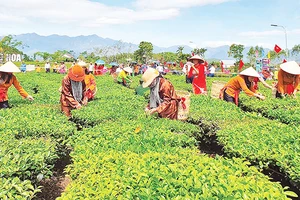 Thi hái chè tại Lễ hội Trà Đường Hoa, huyện Hải Hà (Quảng Ninh).