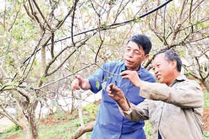 Ông Vàng A Vạng (bên phải) chia sẻ kinh nghiệm thâm canh mận trái vụ.