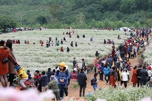 Thung lũng hoa tam giác mạch ở huyện Nghĩa Đàn hút du khách.