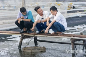 "Tiến sĩ chân đất, bác sĩ tôm" Lê Anh Xuân (giữa) thường xuyên trao đổi với các cộng sự về việc áp dụng khoa học-công nghệ nuôi tôm. (Ảnh: TRỌNG DUY)