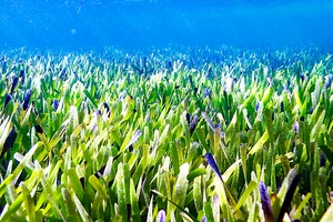 Thảm cỏ biển đã được khôi phục tại Tây Australia. Ảnh: AP