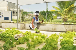 Một cơ sở trồng thủy canh ở ngoại ô Thủ đô La Havana. Ảnh: FAO
