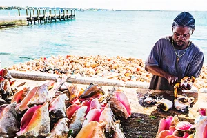 Khai thác và chế biến ốc xà cừ ở Bahamas. Ảnh: GETTY
