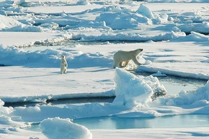 Các loại virus cổ đại có thể thức tỉnh khi băng tan và lây nhiễm cho động vật tại Bắc Cực. Ảnh: ALASKA CONSERVATION