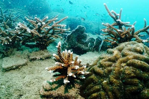 Một rạn san hô biển của Thailand. Ảnh: AP