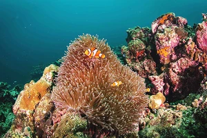 Một rạn san hô mềm. Ảnh: NGỌC SÁNG