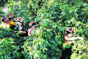 Vựa cà-phê Mường Ảng tạo thêm công ăn việc làm cho hàng nghìn đồng bào các dân tộc thiểu số ở tỉnh Điện Biên và một số tỉnh lân cận.