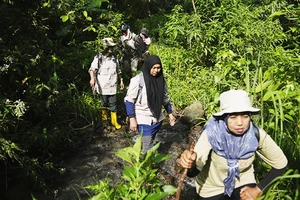 Lực lượng kiểm lâm tuần tra bảo vệ rừng ở Damaran Baru. Ảnh: AP