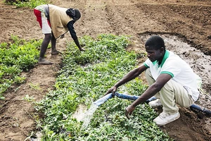 Nhờ AI, việc làm nông ở Malawi trở nên dễ dàng hơn. Ảnh: CGIAR