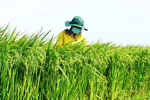 Chọn tạo các giống lúa mới giúp hệ sinh thái trồng trọt-sản xuất bền vững.