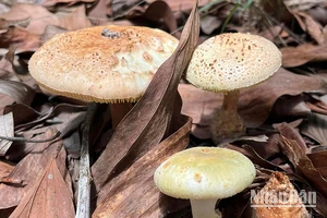 Loại nấm ông Hoàng mua không rõ loại, tương tự “nấm hột gà”, sau đó chế biến cho gia đình cùng ăn.