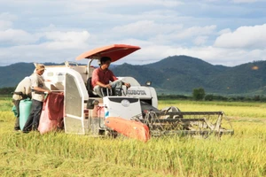 Việt Nam hiện vẫn đang đẩy mạnh sản xuất để ổn định nguồn cung lúa gạo. 