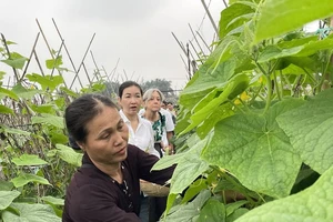 Du khách hào hứng trải nghiệm công việc nhà nông tại Long Biên, Hà Nội.