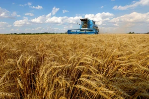 Giá lúa mì tăng vọt sau khi Nga quyết định ngừng tham gia thỏa thuận ngũ cốc Biển Đen.