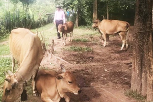 Nhiều hộ dân ở huyện Hướng Hóa được vay vốn, đầu tư vào chăn nuôi gia súc.