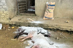 Các điểm phát hiện lợn mắc bệnh dịch tả lợn châu Phi hầu hết là những nông hộ nhỏ, quy mô đàn lợn ít. 