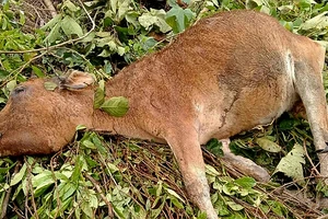 Bò bị chết rét tại xã Mường Lống, huyện Kỳ Sơn ngày 24/1.