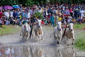 Hai đôi bò tranh tài quyết liệt.