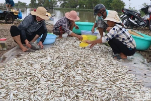 Mùa cá ra sông giúp nhiều người có thu nhập ổn định