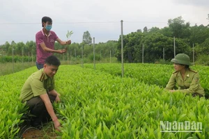 Cán bộ Chi cục Kiểm lâm tỉnh Lạng Sơn kiểm tra chất lượng giống cây trồng lâm nghiệp tại huyện Hữu Lũng.