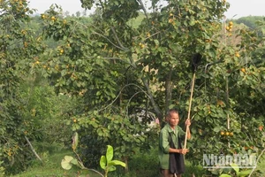 Ngay sau bão số 3, người dân ở thôn Pò Pheo, xã Hoàng Việt, huyện Văn Lãng (Lạng Sơn), tìm cách khôi phục lại những cây hồng bị đổ, ngã...