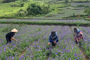 Tại huyện Bắc Hà, tỉnh Lào Cai, vùng trồng dược liệu cây cát cánh có diện tích lên tới gần 100ha.