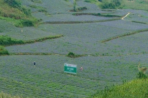 Người dân Bắc Hà, Lào Cai trồng cây Cát cánh.