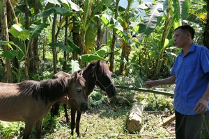 Anh Hứa Văn Toàn, thôn Nà Lách, xã Linh Hồ, huyện Vị Xuyên (Hà Giang) được Chương trình mục tiêu quốc gia giảm nghèo bền vững hỗ trợ mua giống ngựa về chăn nuôi.