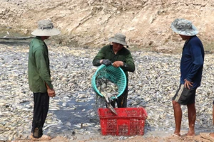 Lực lượng Đội nuôi trồng thủy sản làm việc xuyên đợt nghỉ Lễ 30/4, 1/5 vừa qua để vớt hết số cá chết trên hồ Sông Mây.