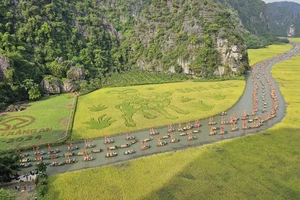 Nổi bật trên đồng lúa Tam Cốc năm nay là bức tranh cậu bé cưỡi trâu khổng lồ, lấy cảm hứng từ tranh dân gian "Mục đồng thổi sáo" gắn liền với làng quê Việt Nam. (Ảnh: Đức Phương)