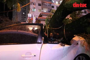 Hà Nội: Mưa kèm gió lớn khiến cây đổ đè lên nhiều ô-tô