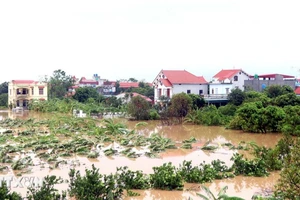 Ảnh minh họa.