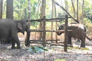Hai cá thể voi nhà Ta Nuôn và Y Khun tham gia vào mô hình du lịch thân thiện với voi - không cưỡi voi tại Vườn quốc gia Yok Đôn, tỉnh Đắk Lắk. 