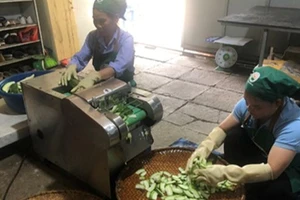 Sản xuất trà bí xanh thơm tại Hợp tác xã Yến Dương (Ba Bể). (Ảnh: LƯU HUỆ)
