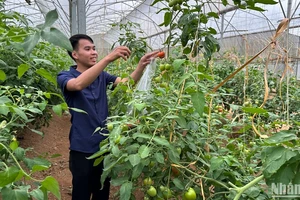 Chăm sóc cây cà chua trong nhà lưới của Hợp tác xã Đại Hà, huyện Bạch Thông.