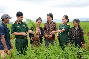 Cán bộ Binh đoàn 15 hướng dẫn người dân Đức Cơ (Gia Lai) trồng lúa xen canh. 