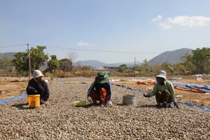Đồng bào dân tộc thiểu số Raglai huyện Bác Ái, tỉnh Ninh Thuận phơi hạt điều sau khi thu hoạch đợt hai, mùa vụ năm 2024.